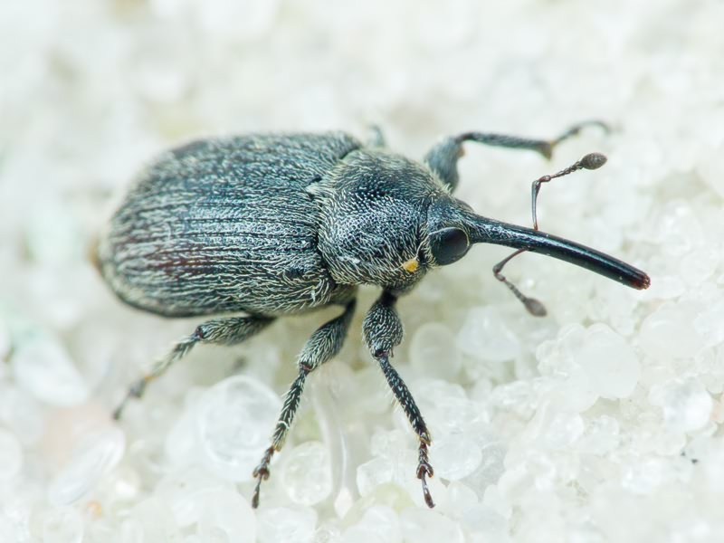 Rhinusa asellus (Gravenhorst, 1807)